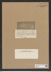Rhizosolenia arafurensis Castr. (de-Toni-Nr.: Genus 114, Species 3293) Zeichnungen Sammlung Grunow Nr. 6679 (NHMW-BOT-W0375474)